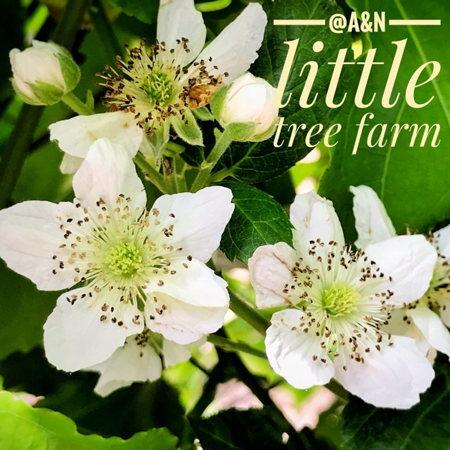 Little Tree Farm, ร้านค้าออนไลน์ | Shopee Thailand
