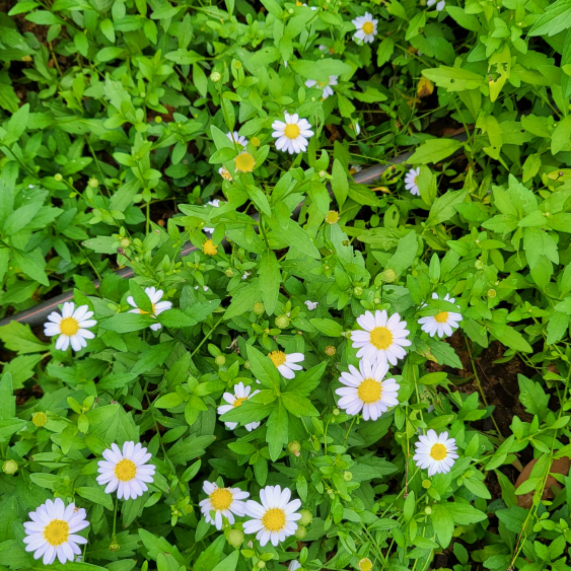 DAISY DAISY shop, ร้านค้าออนไลน์ Shopee Thailand