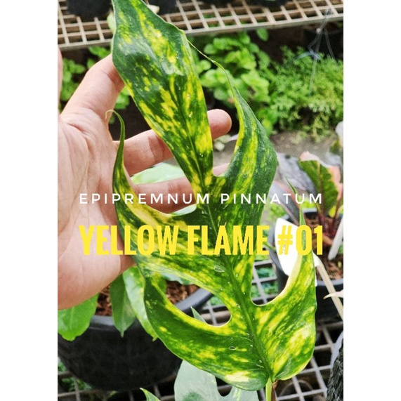 Epipremnum Pinnatum Yellow Flame no.1 รากเยอะ ไม้หายาก ไม้สะสม