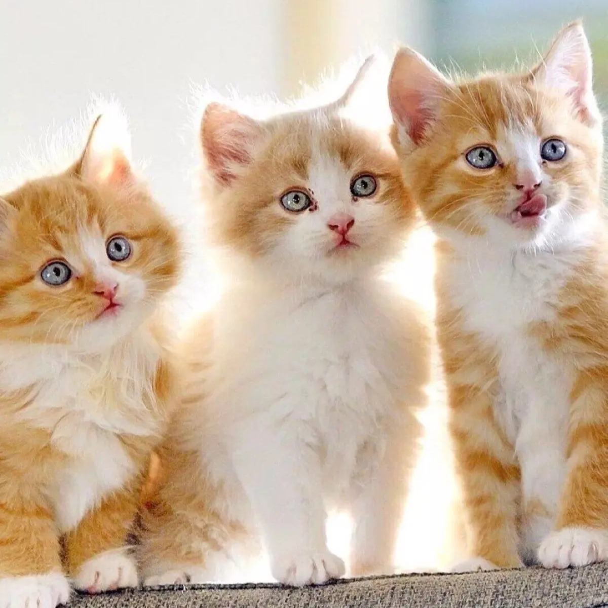 Cat supplies store, ร้านค้าออนไลน์ | Shopee Thailand