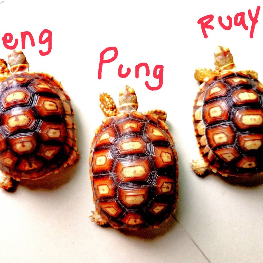 Heng Pung Ruay, ร้านค้าออนไลน์ Shopee Thailand