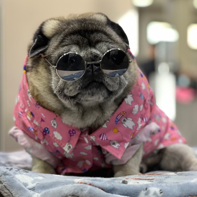 stitch_pug, ร้านค้าออนไลน์ | Shopee Thailand