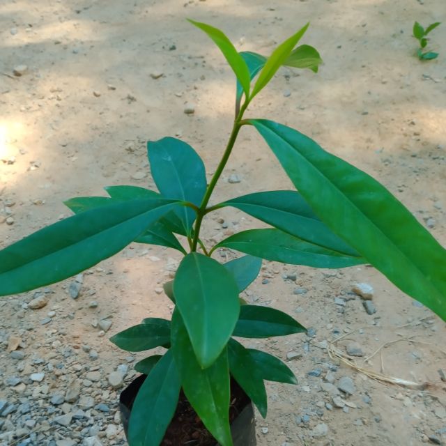 My Image 19