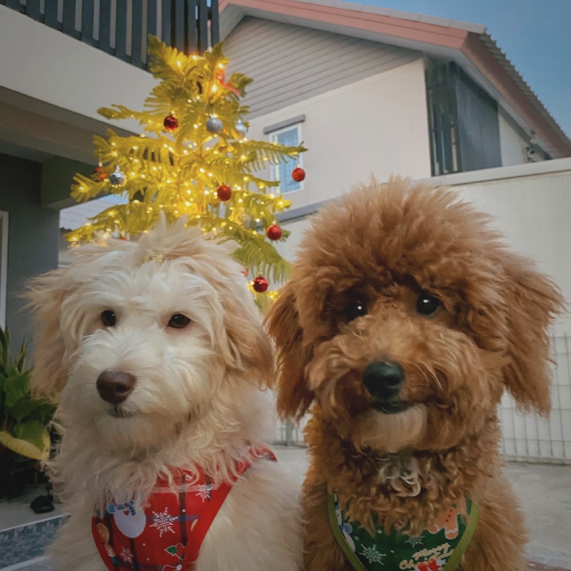 B&B Pet Shop, ร้านค้าออนไลน์ Shopee Thailand