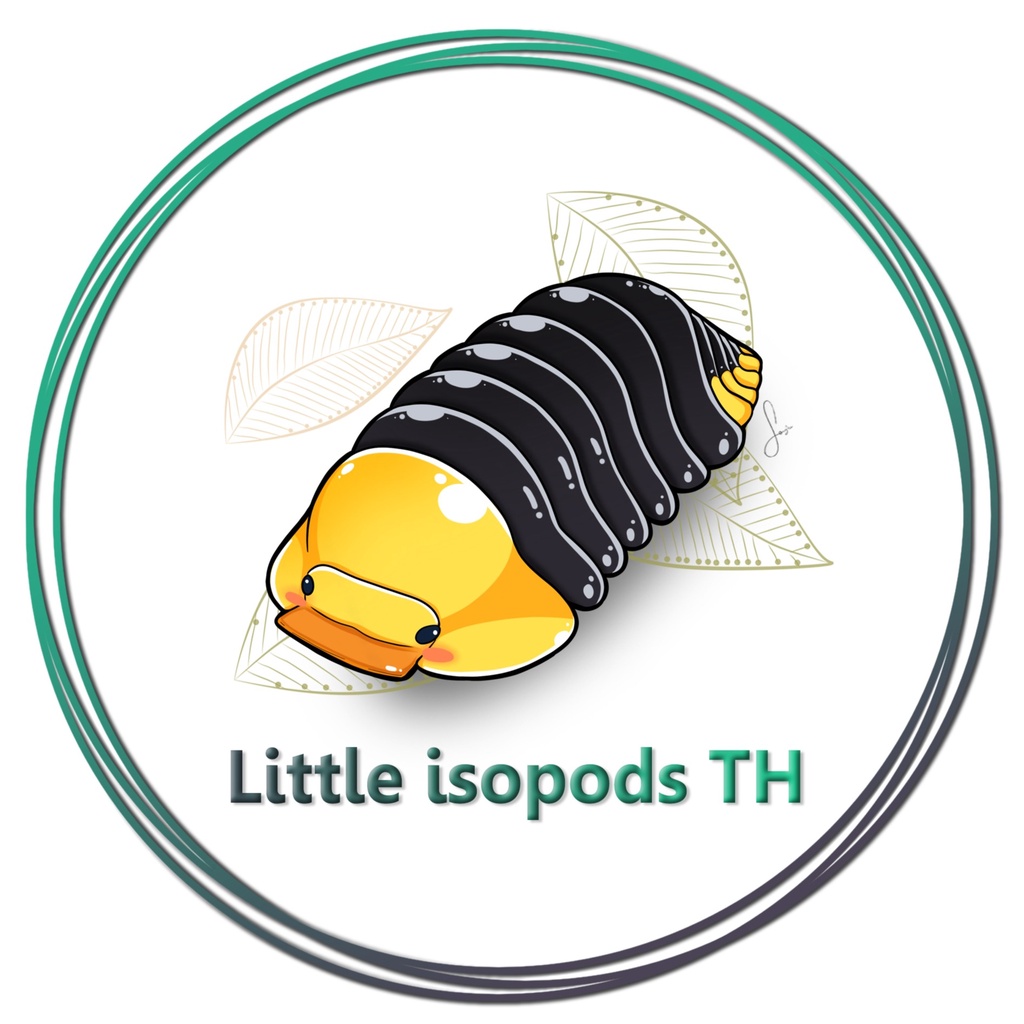 Little isopod Thailand, ร้านค้าออนไลน์ | Shopee Thailand