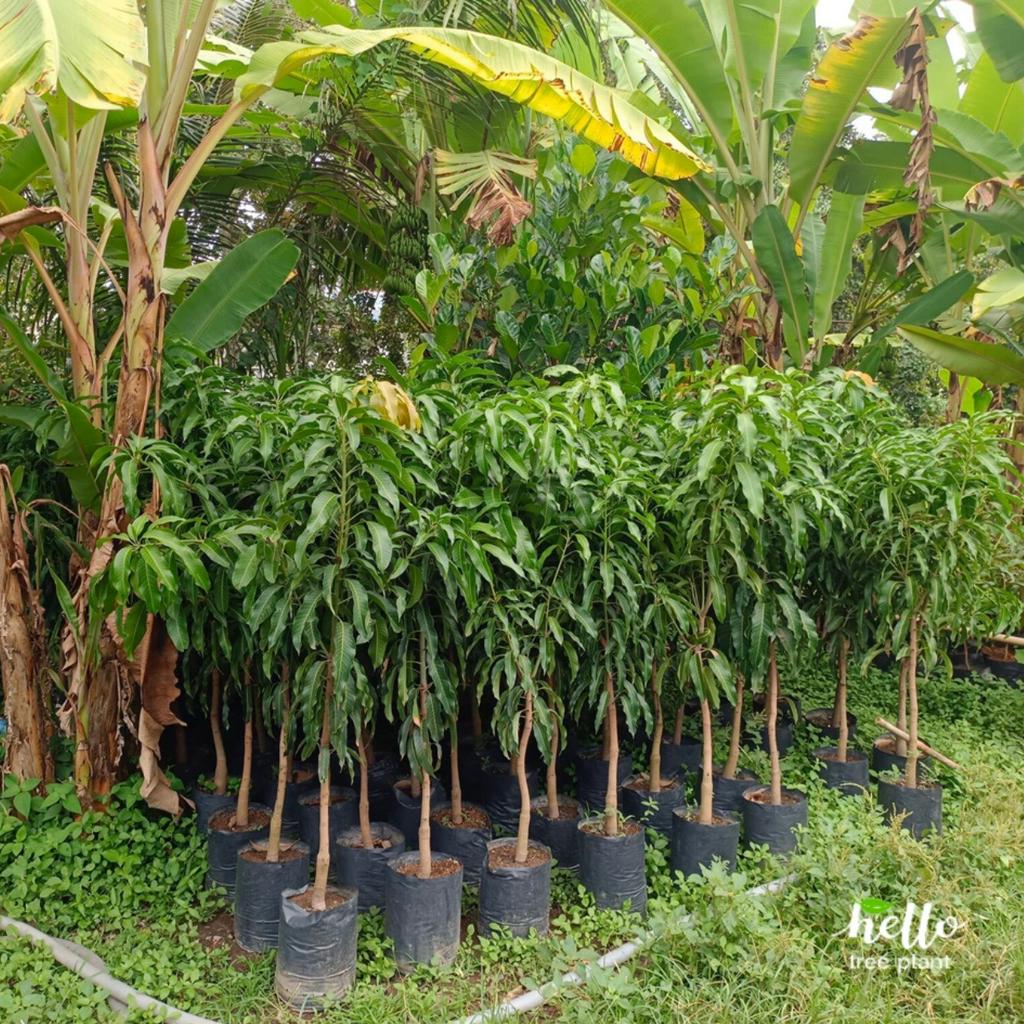 Hello Tree Plant, ร้านค้าออนไลน์ | Shopee Thailand
