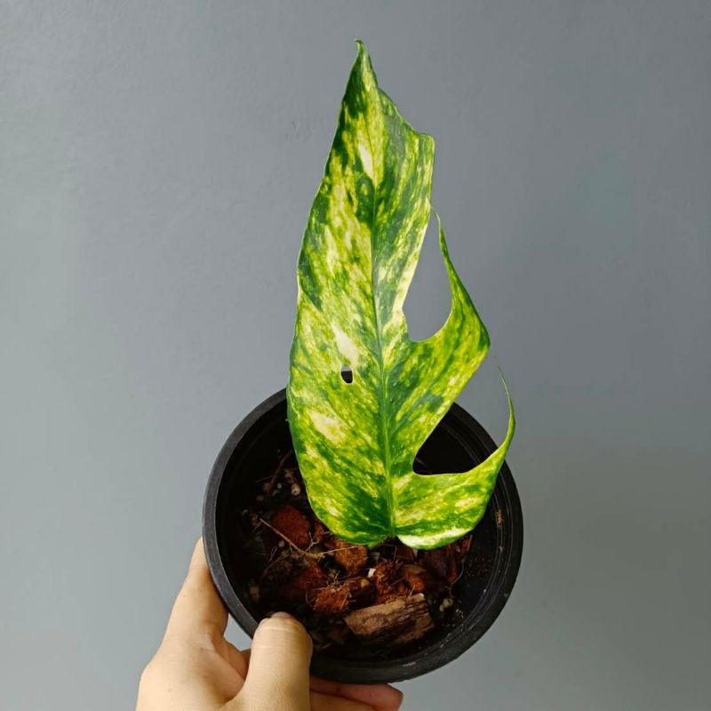 Epipremnum pinnatum yellow flame var - Mother of indoor