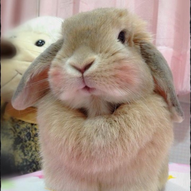 🐰Lady Rabbit🐰, ร้านค้าออนไลน์ | Shopee Thailand