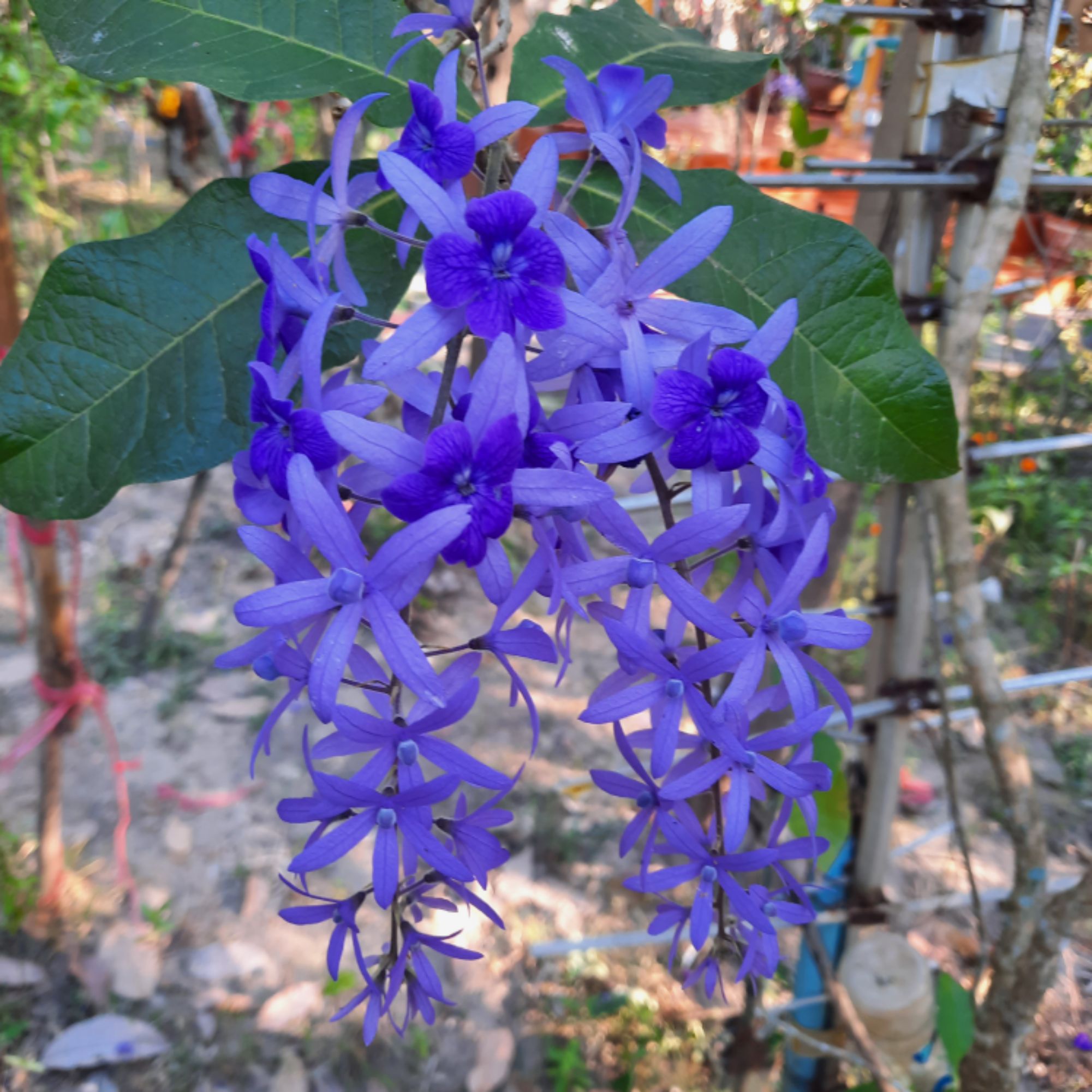 homemade-tree-shopee-thailand