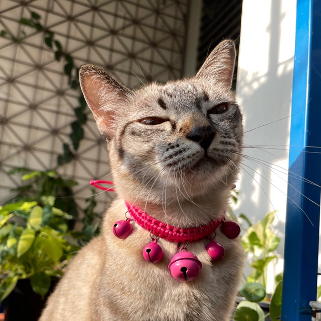 kateketsarin, ร้านค้าออนไลน์ | Shopee Thailand