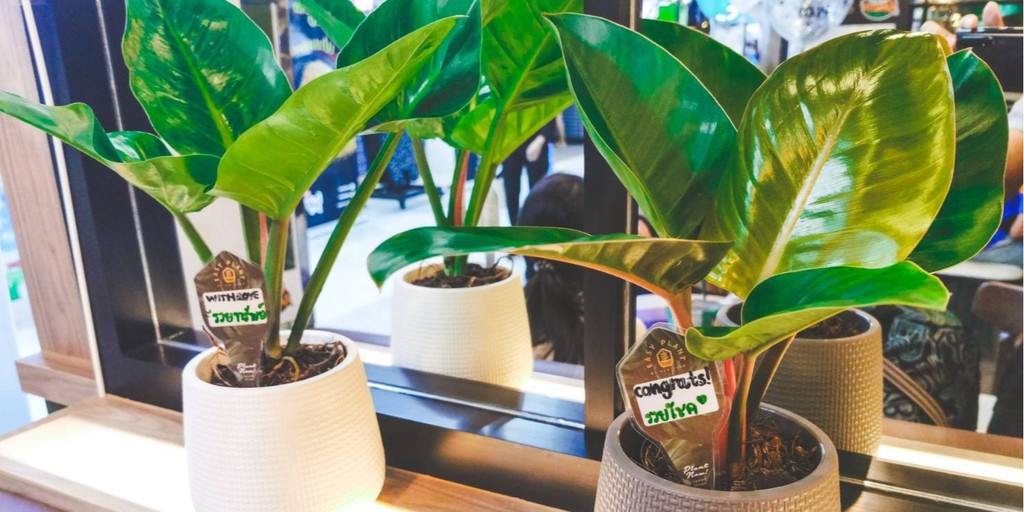 easyplant official, ร้านค้าออนไลน์ Shopee Thailand