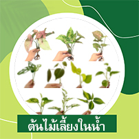 Mongkol Tree Family, ร้านค้าออนไลน์ | Shopee Thailand