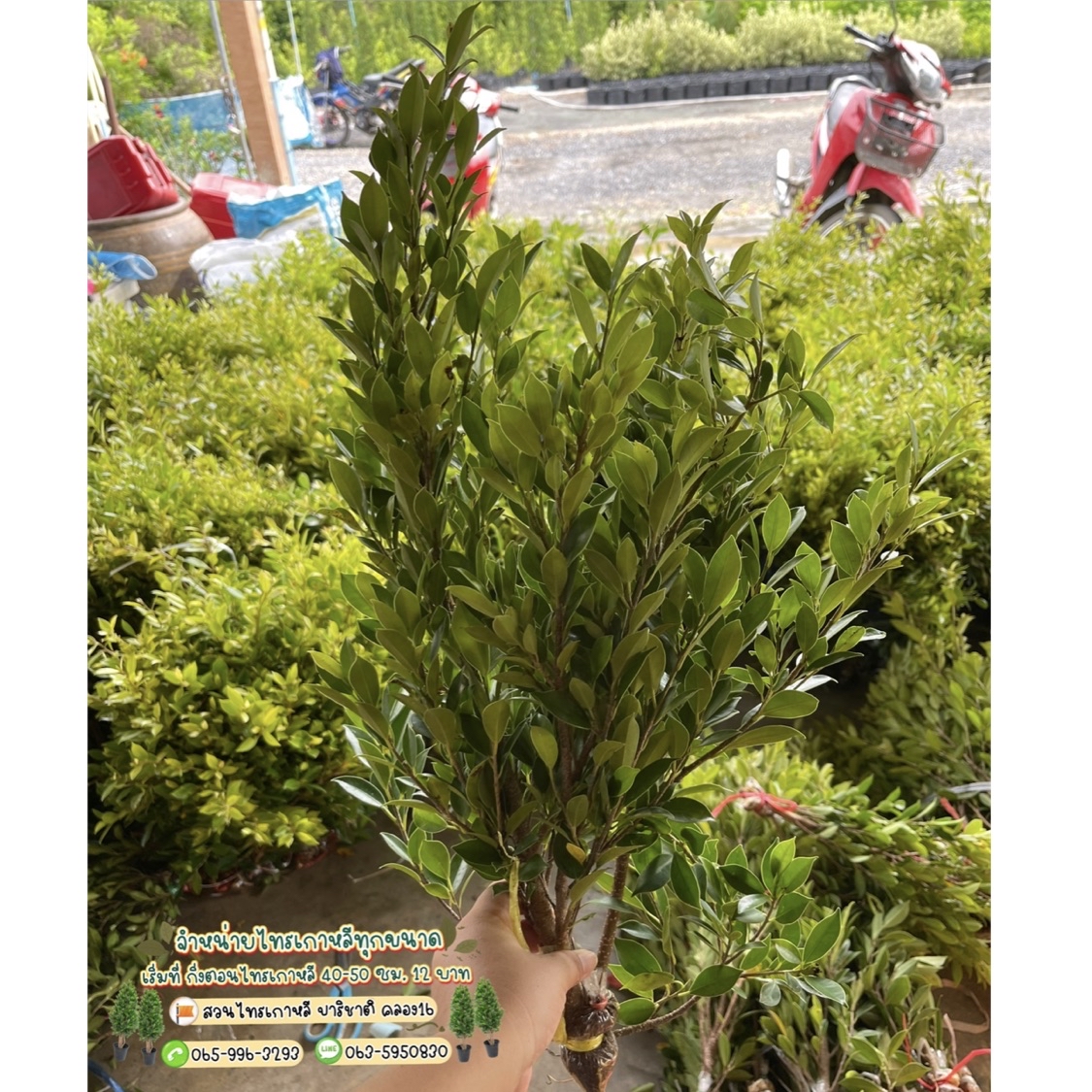 Tangkwa tree shop, ร้านค้าออนไลน์ | Shopee Thailand