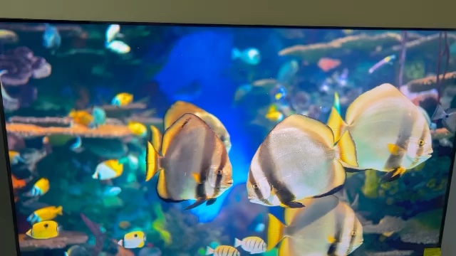 review XIAOFTV55 ลด400Xiaomi TV Q1E 55 Android TV สมาร์ททีวี คมชัดระดับ 4K QLEDประกันศูนย์ไทย 3 ปี comment 0