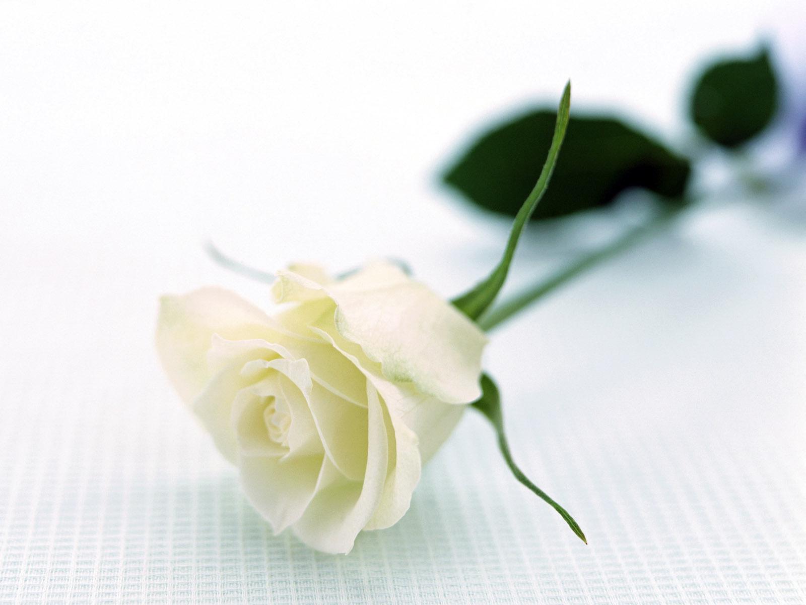 WhiteRose_ForU, ร้านค้าออนไลน์ | Shopee Thailand