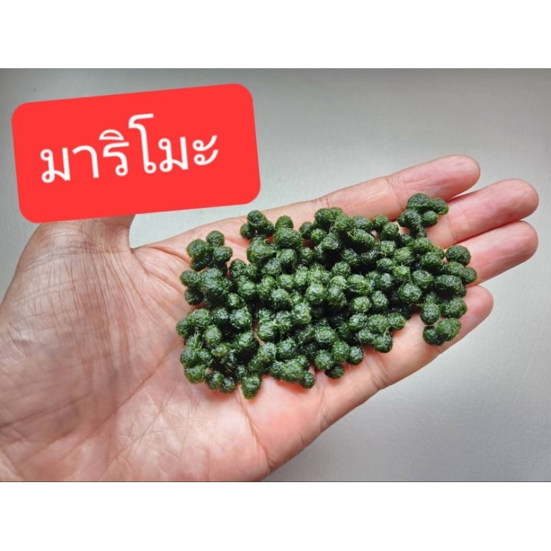 Nzone., ร้านค้าออนไลน์ | Shopee Thailand