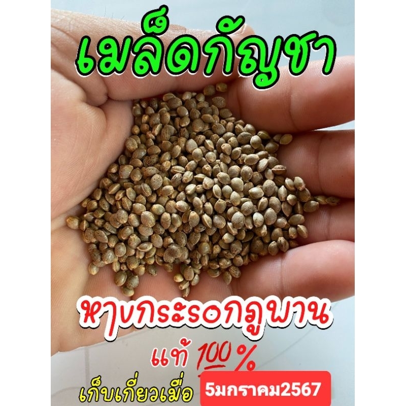 เมล็ดกัญชา