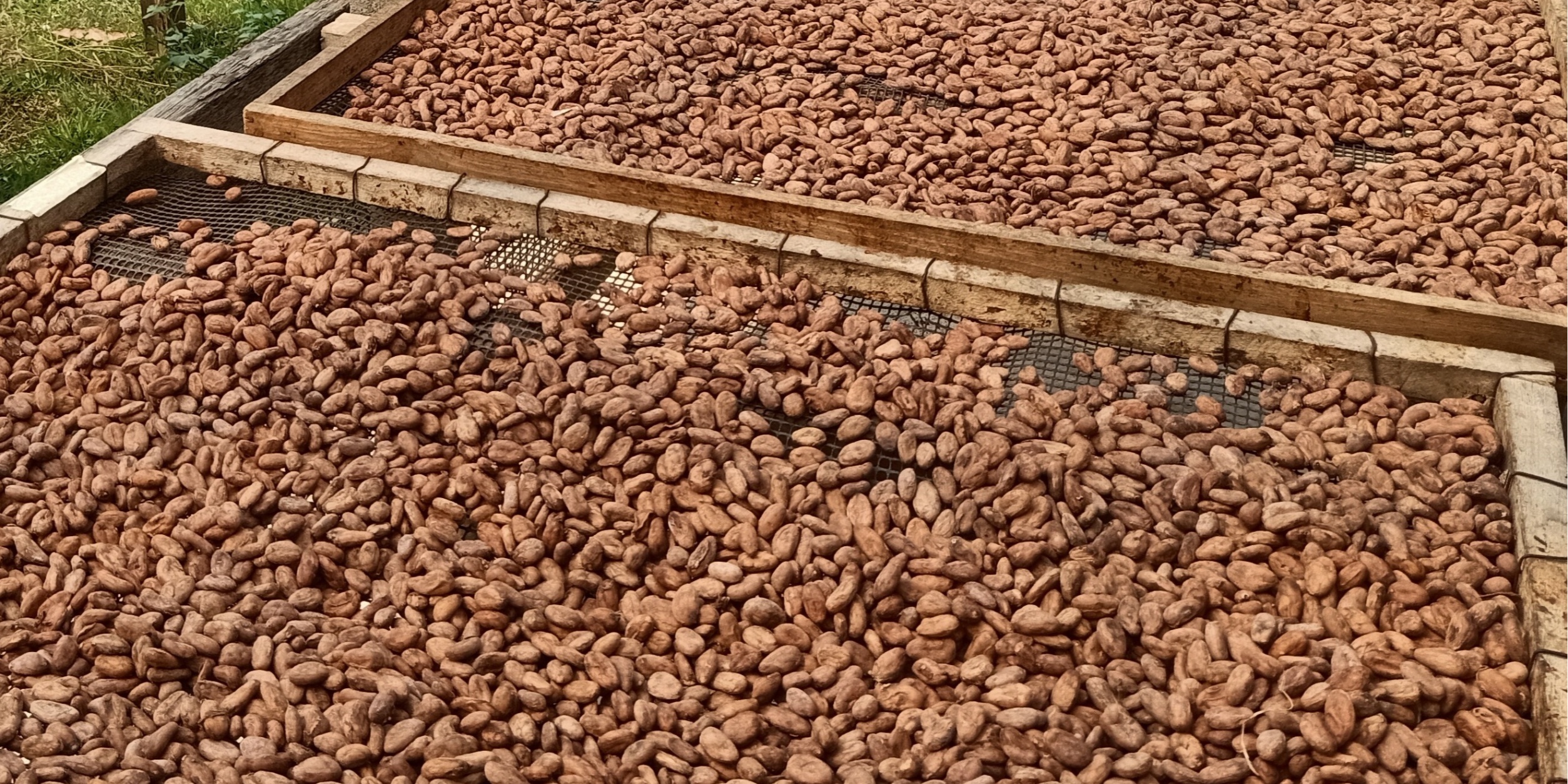 KHAMLA CACAO คำหล้า คาเคา, ร้านค้าออนไลน์ | Shopee Thailand