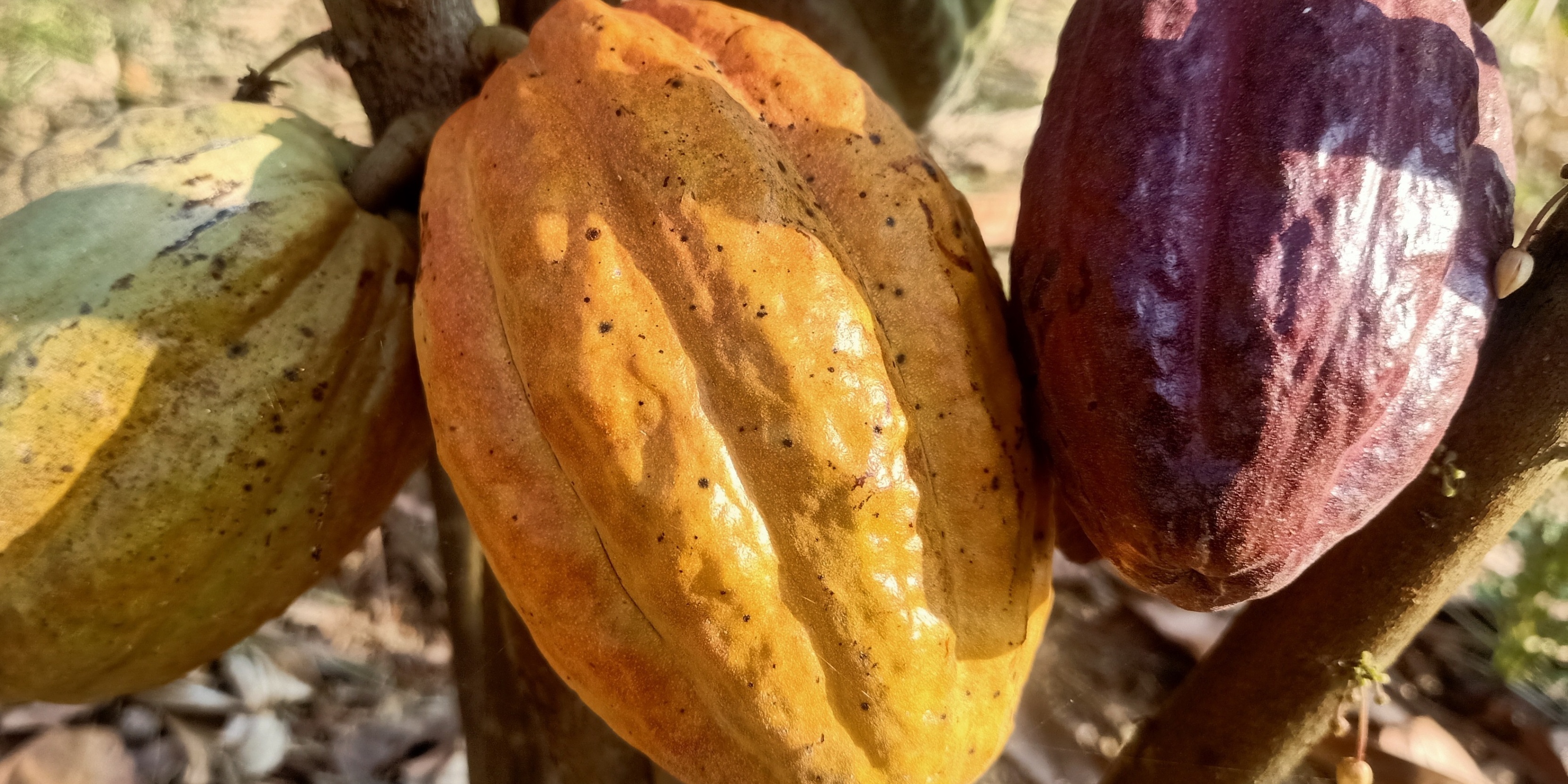 KHAMLA CACAO คำหล้า คาเคา, ร้านค้าออนไลน์ | Shopee Thailand