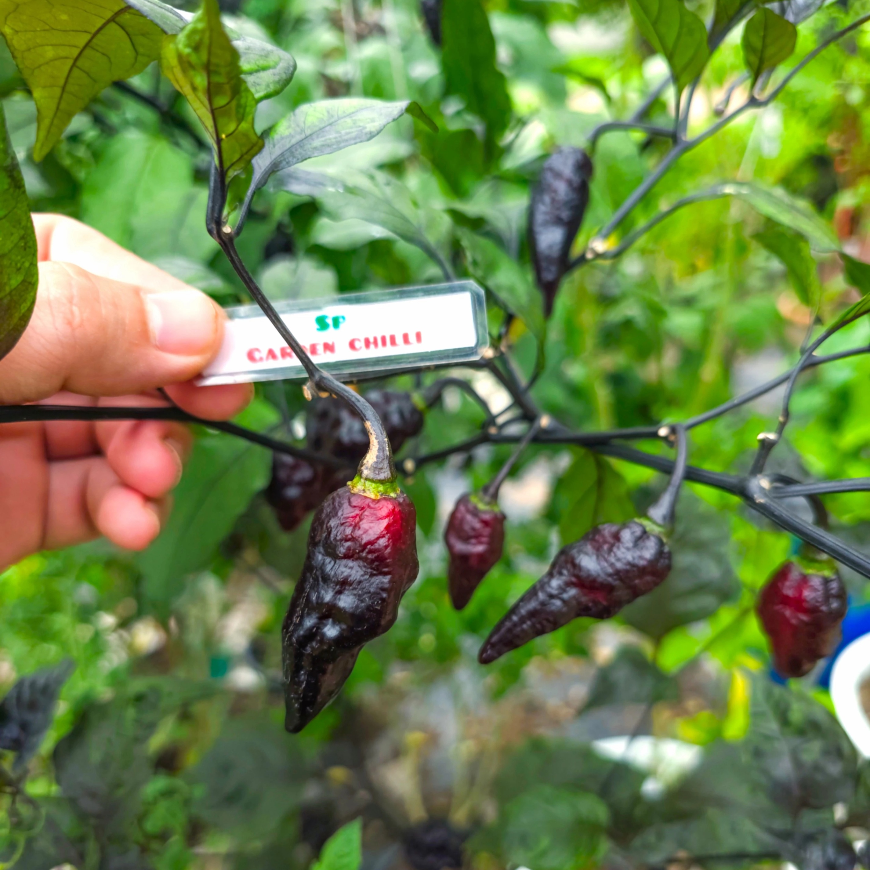 SP GARDEN CHILLI, ร้านค้าออนไลน์ | Shopee Thailand