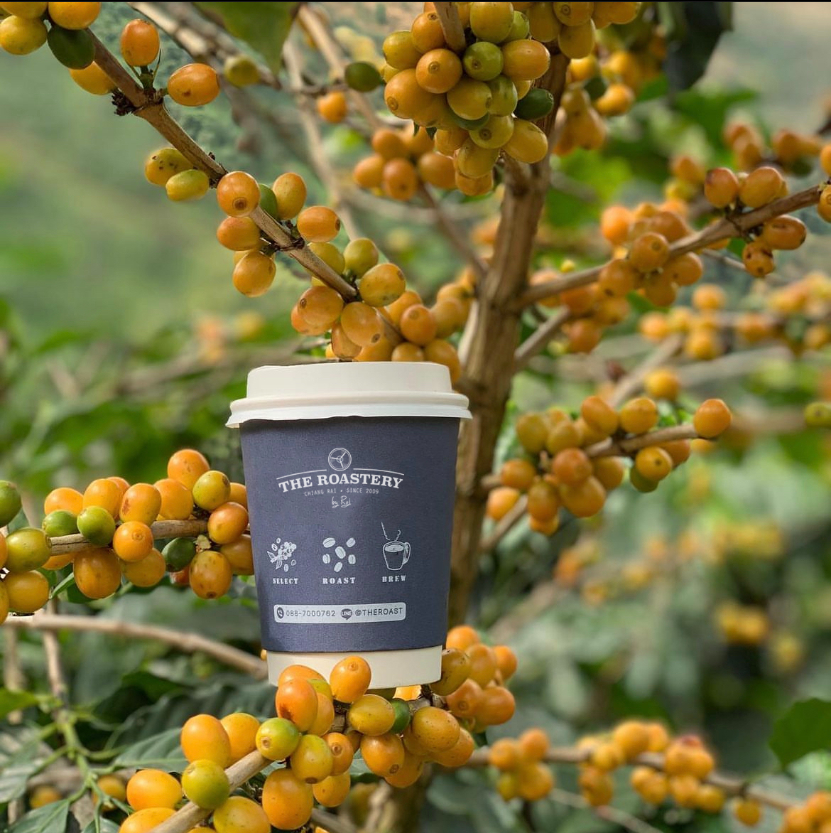 The Roastery by Roj, ร้านค้าออนไลน์ | Shopee Thailand