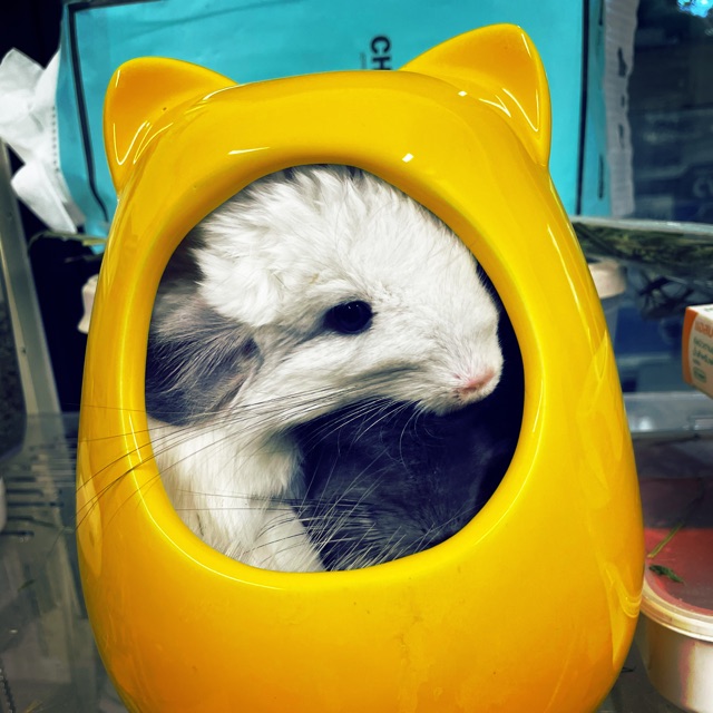 Gooseberry Rabbity, ร้านค้าออนไลน์ | Shopee Thailand